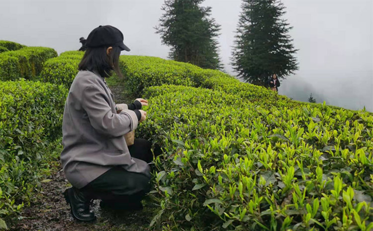 03-旭信科技小姐姐采茶初體驗(yàn).jpg